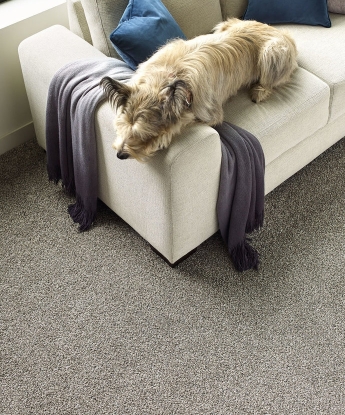 Titan Carpet
